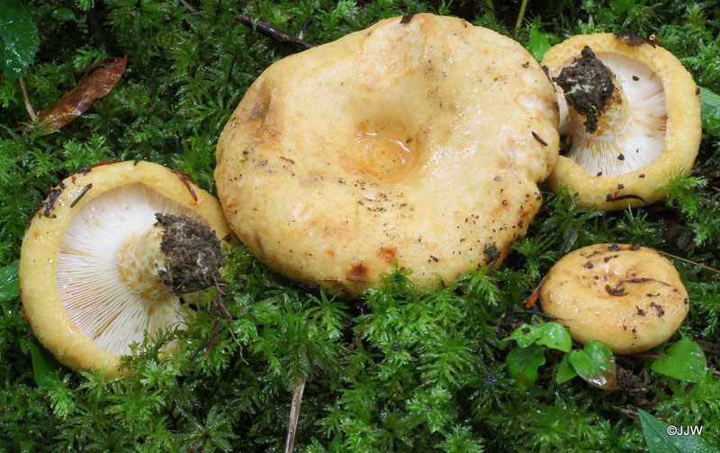 Lactarius intermedius